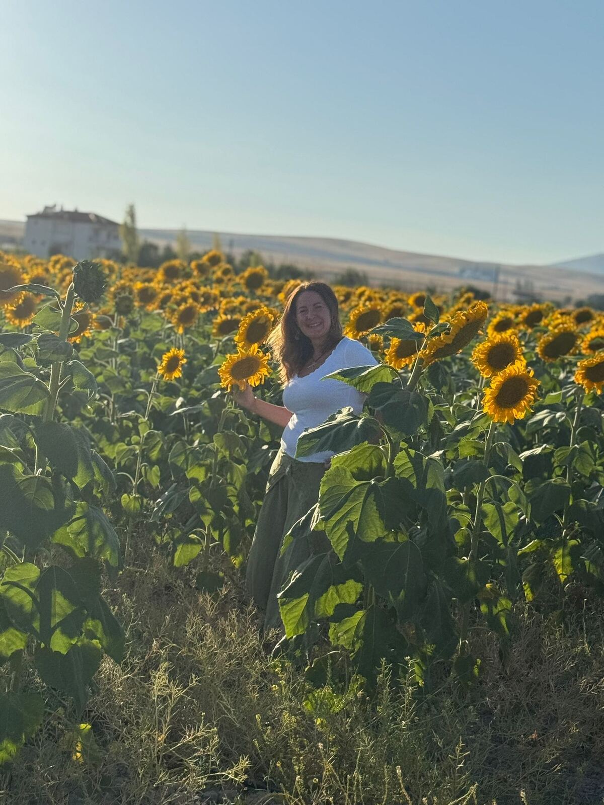 Eike in einem Sonnenblumenfeld